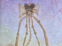 moniquew-eleph01r.jpg