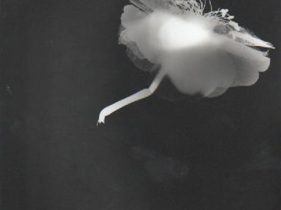 fleur1.jpg